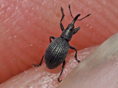 Ischnopterapion loti
