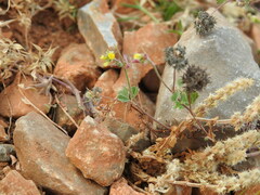 Medicago coronata
