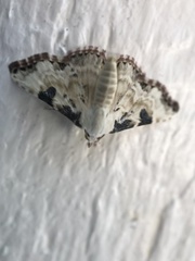 Corgatha pleuroplaca