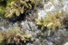 Hapalochlaena maculosa