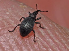 Ischnopterapion loti