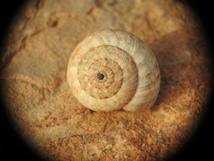 Xerocrassa cretica