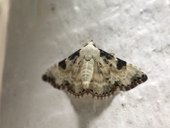 Corgatha pleuroplaca