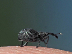 Ischnopterapion loti