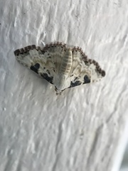 Corgatha pleuroplaca