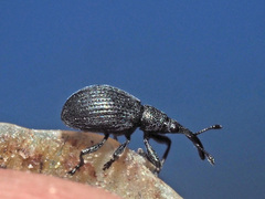 Ischnopterapion loti