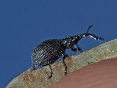 Ischnopterapion loti