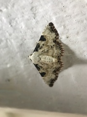 Corgatha pleuroplaca