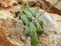 Verbascum arcturus