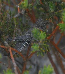 Cirphula pyrrhocnemis