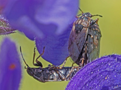 Platyplax salviae