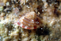 Notogibbula preissiana
