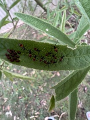 Aulacosternum nigrorubrum