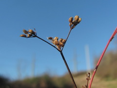 Froriepia subpinnata
