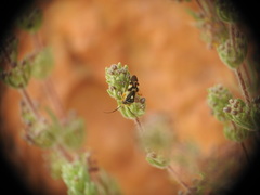 Polymerus