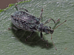 Polydrusus pilosus
