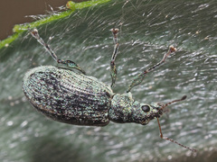 Polydrusus pilosus