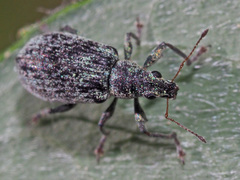 Polydrusus pilosus