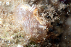 Pyuridae