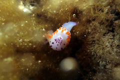 Mexichromis macropus