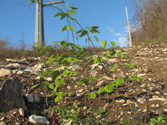 Dioscorea caucasica