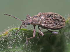 Phyllobius pyri