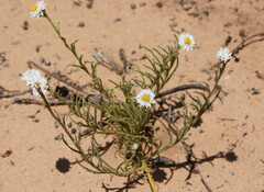 Polycalymma stuartii