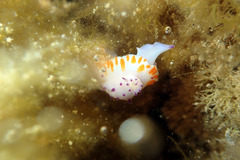 Mexichromis macropus