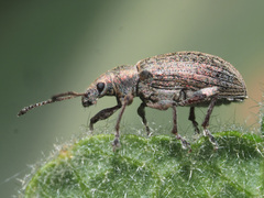 Phyllobius pyri