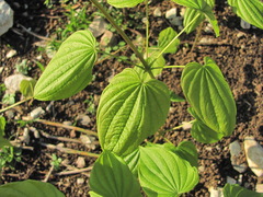 Dioscorea caucasica