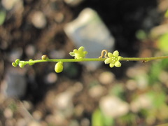 Dioscorea caucasica
