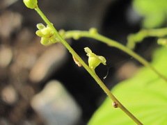 Dioscorea caucasica