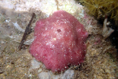 Meridiastra medius