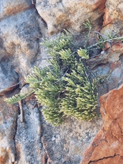 Dolichothrix ericoides