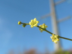 Dioscorea caucasica