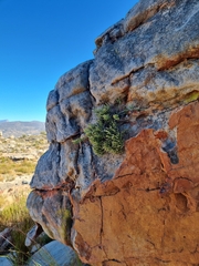 Dolichothrix ericoides