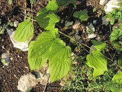 Dioscorea caucasica