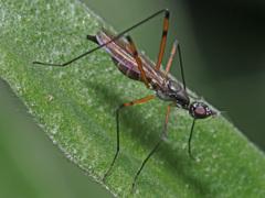 Micropeza corrigiolata