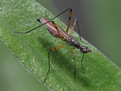 Micropeza corrigiolata