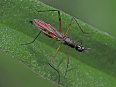 Micropeza corrigiolata