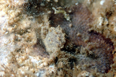Pilumnus