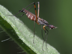 Micropeza corrigiolata