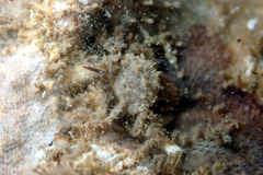 Pilumnus