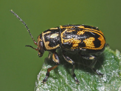 Pachybrachis sinuatus