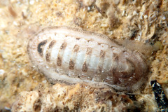 Ischnochiton cariosus