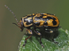 Pachybrachis sinuatus