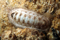 Ischnochiton cariosus