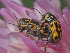 Pachybrachis sinuatus