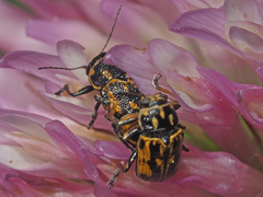 Pachybrachis sinuatus