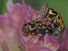 Pachybrachis sinuatus